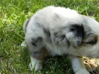 Puppy1