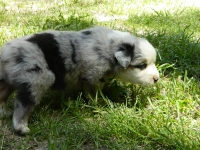 Puppy2