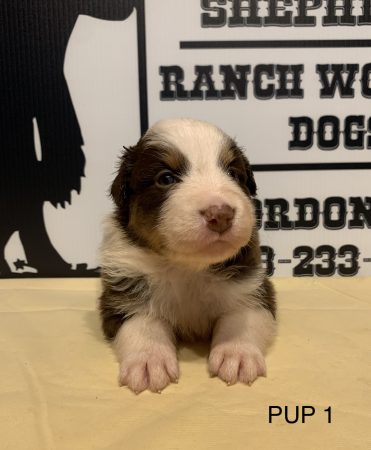COWGIRL' S PUP 1 RED TRI FEMALE