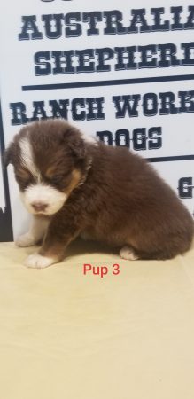 SCARLET PUP 3 MALE RED TRI